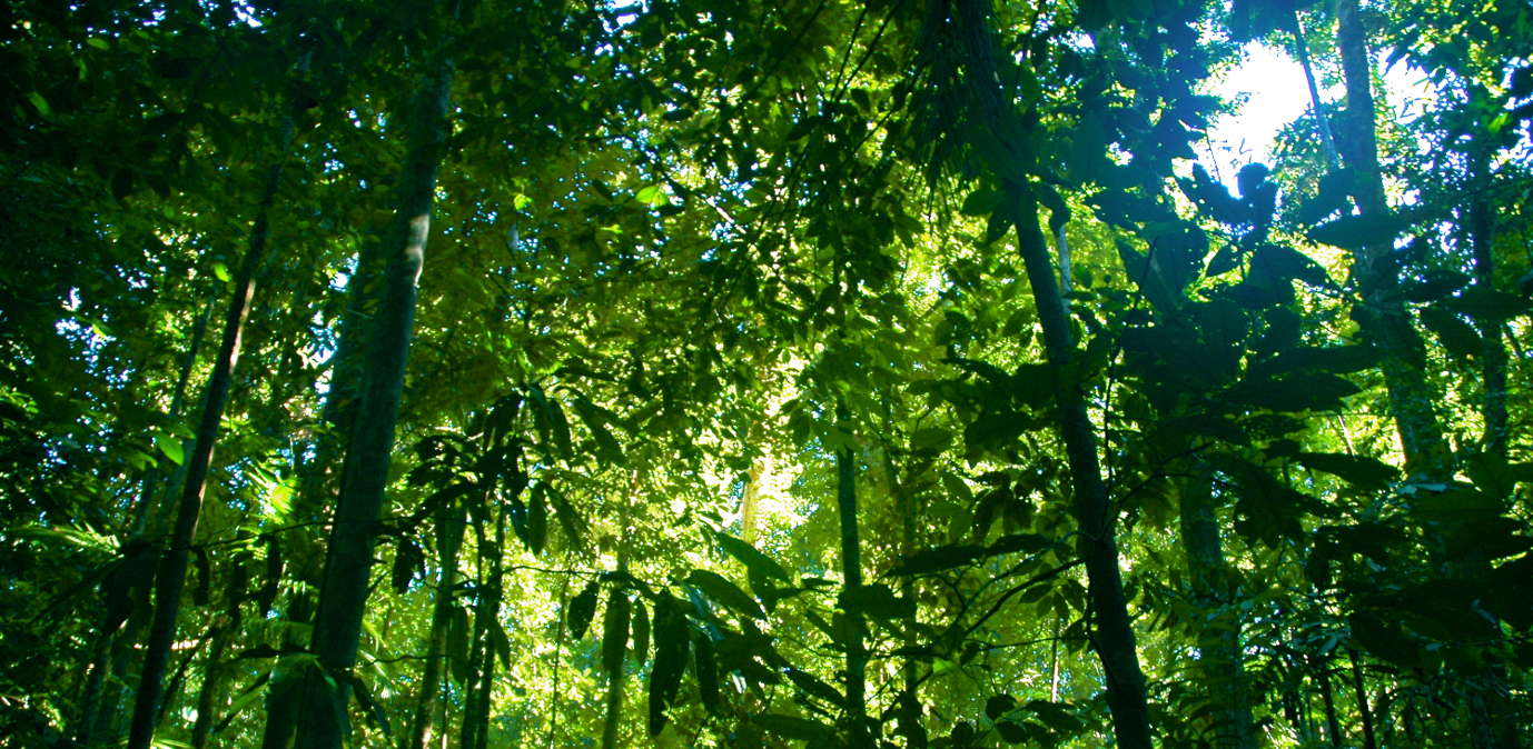 Talking Climate Change; Protecting Tropical Forests